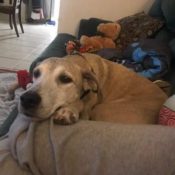 Enlarge Duke Hound dog, a Adopted mixed breed in Bellaire, TX image 3/5