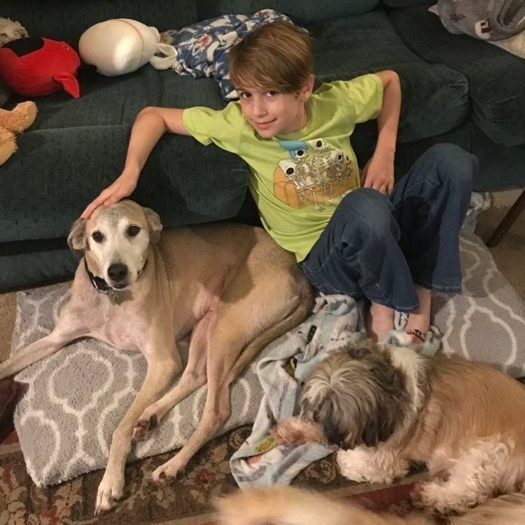 Enlarge Duke Hound dog, a Adopted mixed breed in Bellaire, TX image 4/5