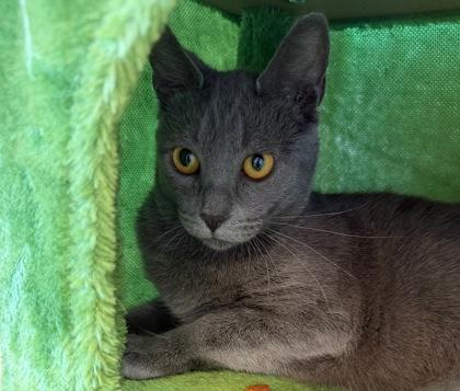 Enlarge Jake, an adoptable mixed breed in Salem, NH image 3/3