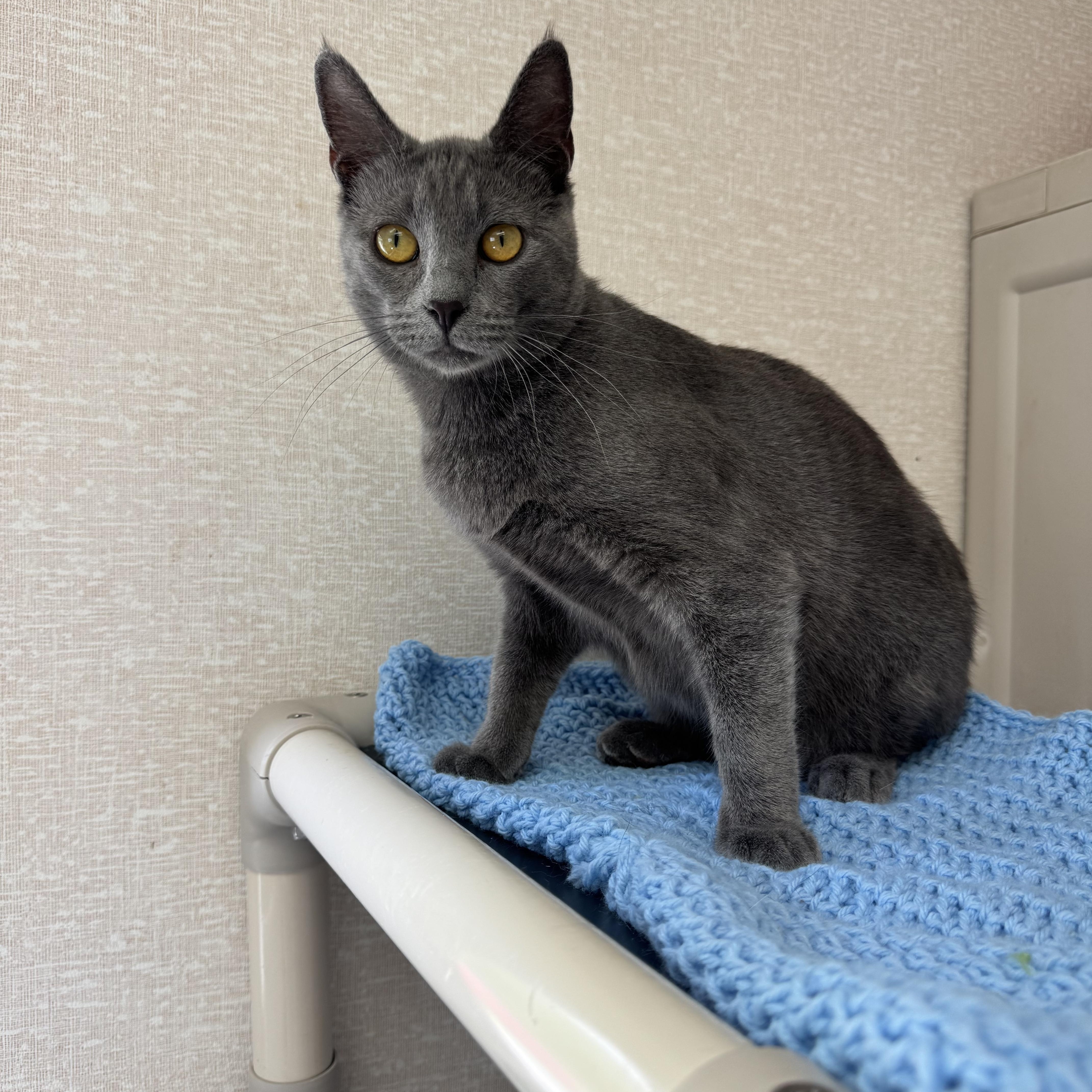 Enlarge Jake, an adoptable mixed breed in Salem, NH image 2/3