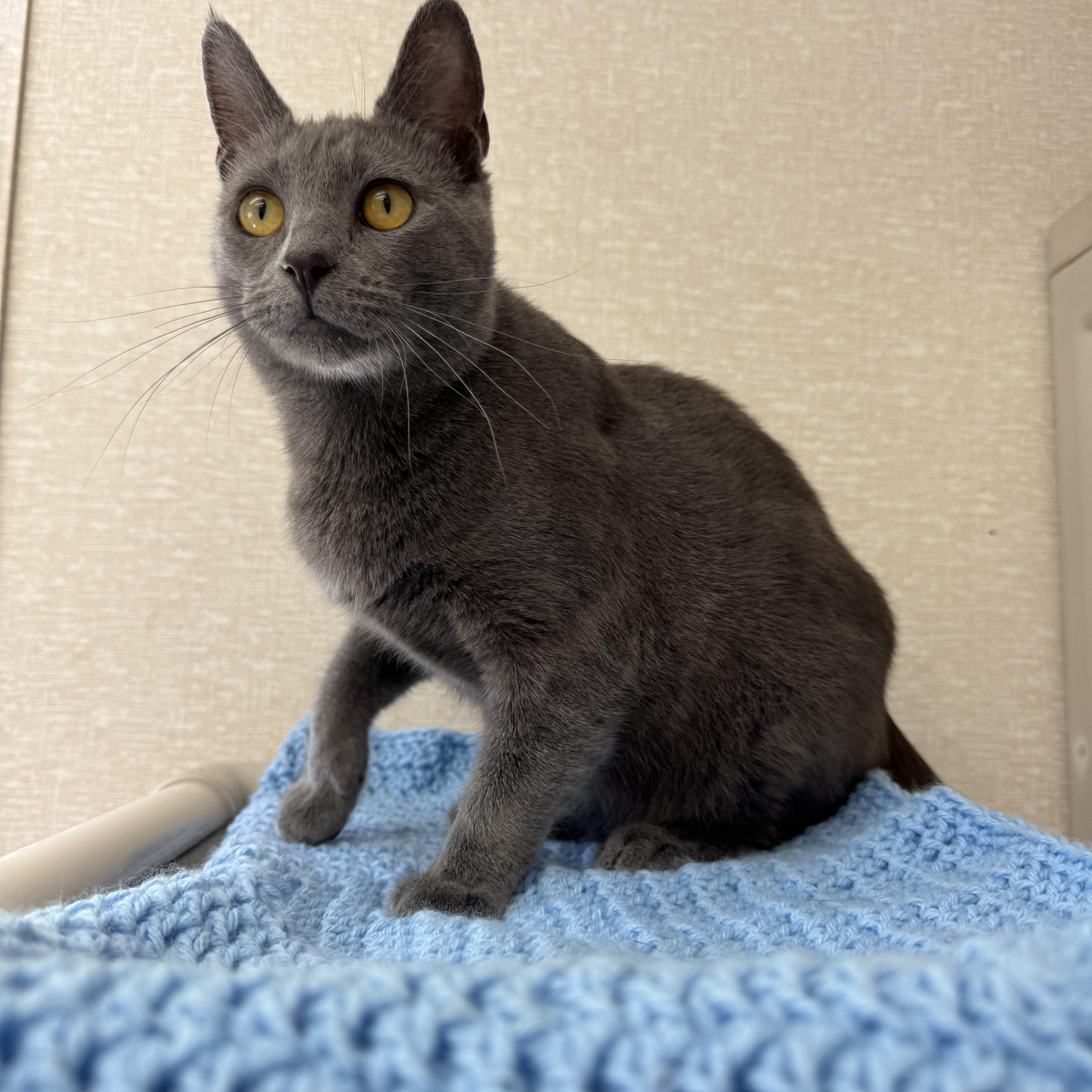 Enlarge Jake, an adoptable mixed breed in Salem, NH image 1/3