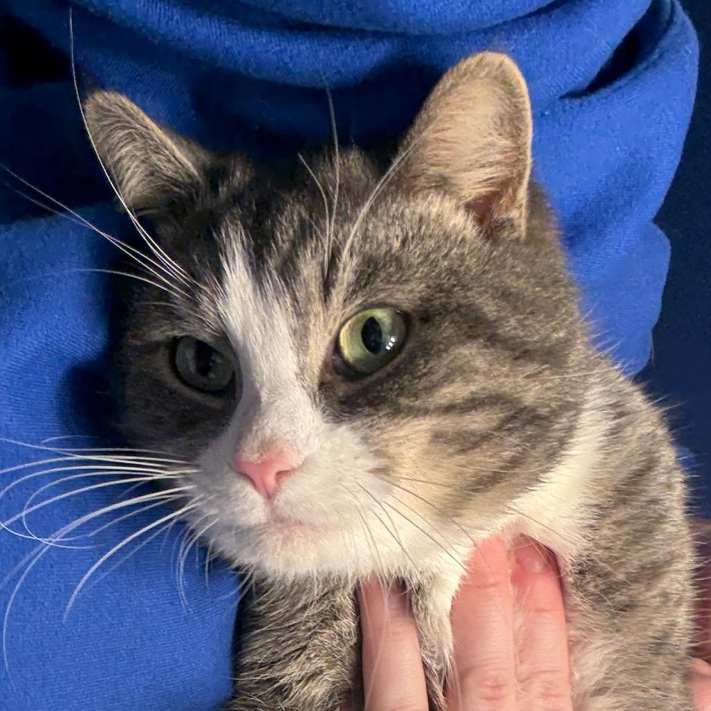 Enlarge Concrete, a Adoptable Domestic Short Hair in PITTSBURGH, PA image 1/1