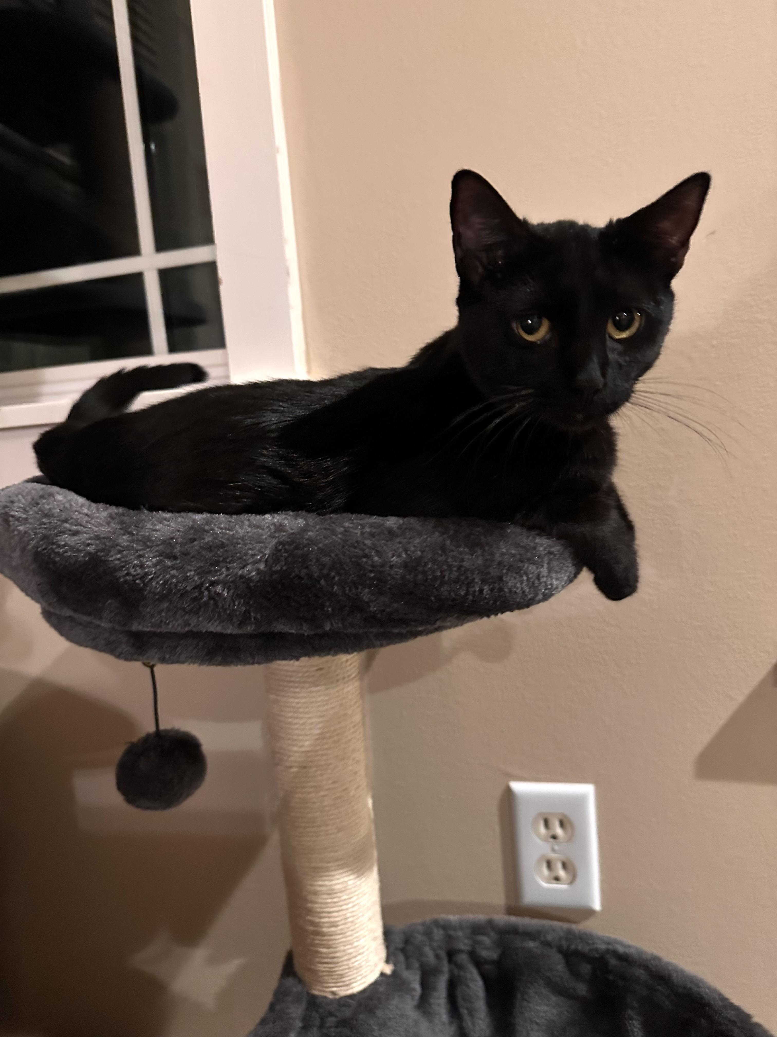 Stormy, Adoptable, Kitten Female Bombay.