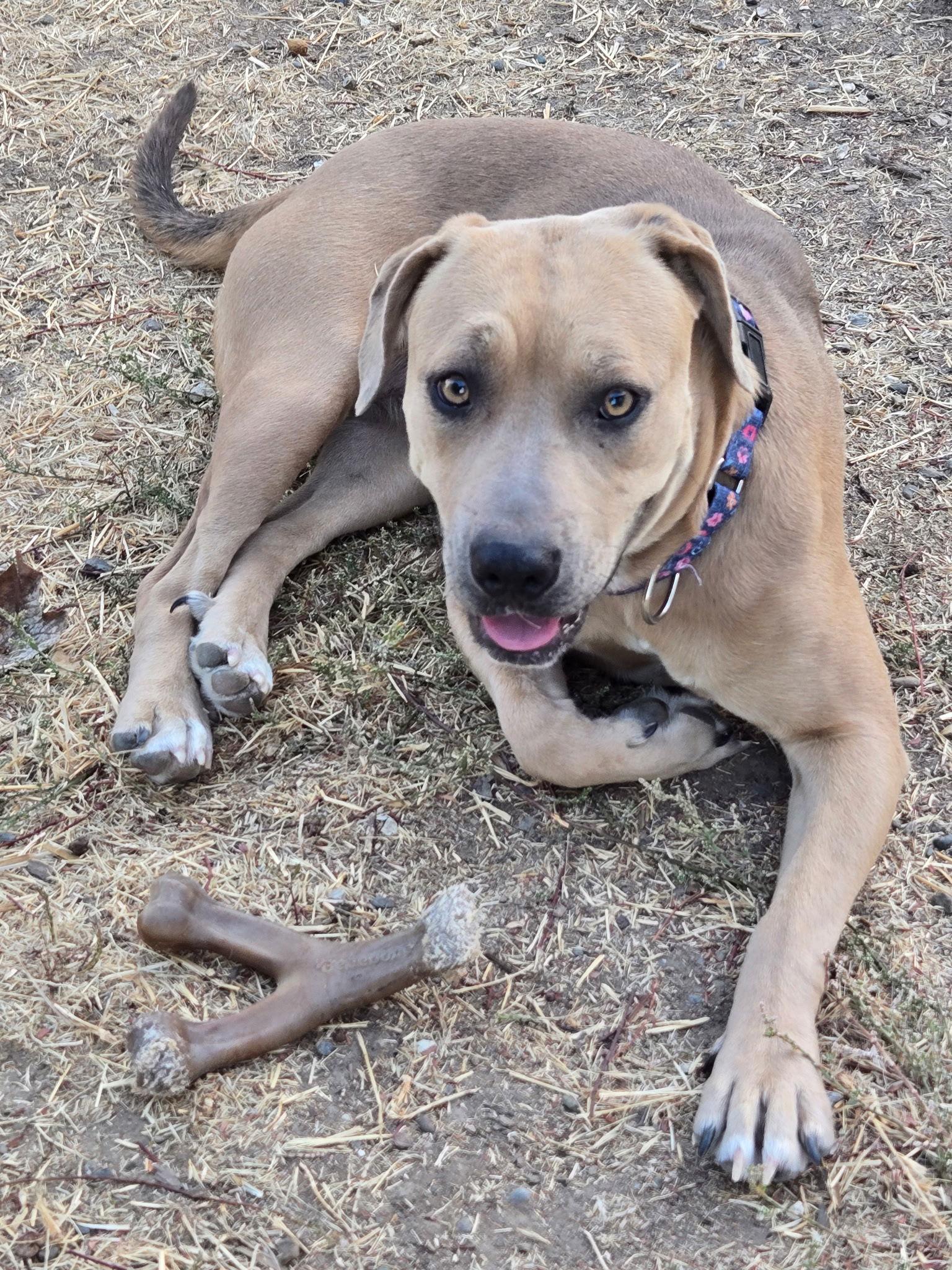 Mabel, Adoptable, Young Female Pit Bull Terrier.