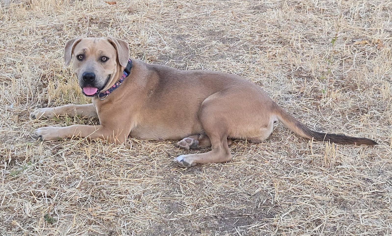 Mabel, a Adoptable Pit Bull Terrier in Sparks, NV image 2/3