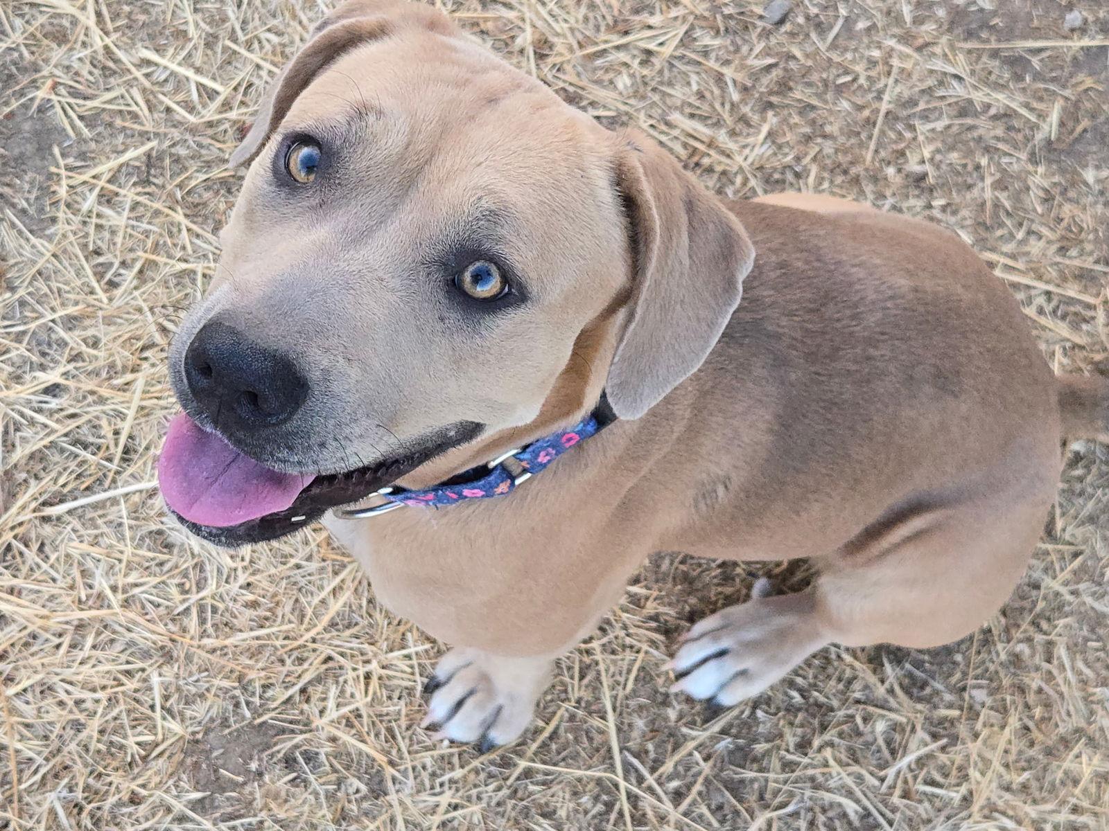 Mabel, a Adoptable Pit Bull Terrier in Sparks, NV image 3/3
