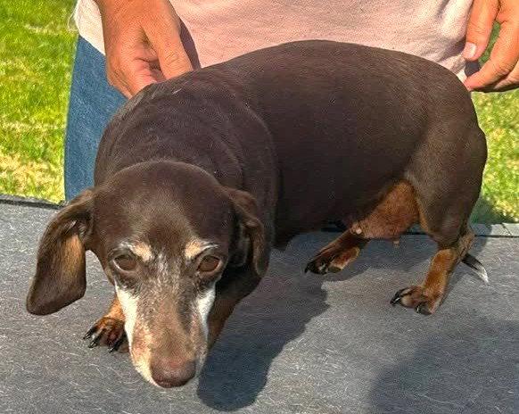 Olivetta Doxie TX, Adoptable, Adult Female Dachshund.