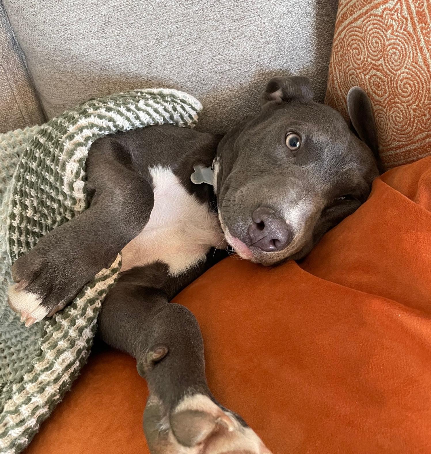 Millie — thumbnail 3