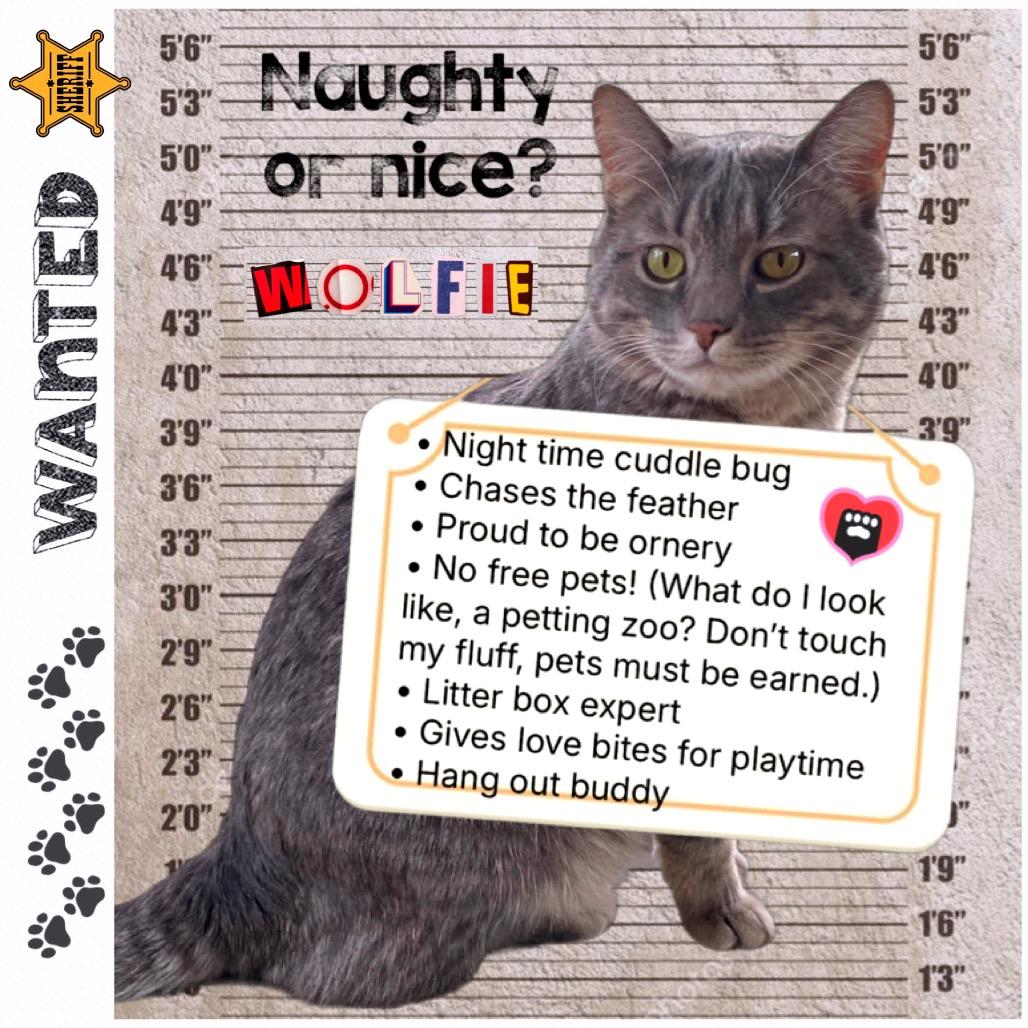 Wolfie C11222, a Adoptable Domestic Short Hair in Minneapolis, MN image 1/6