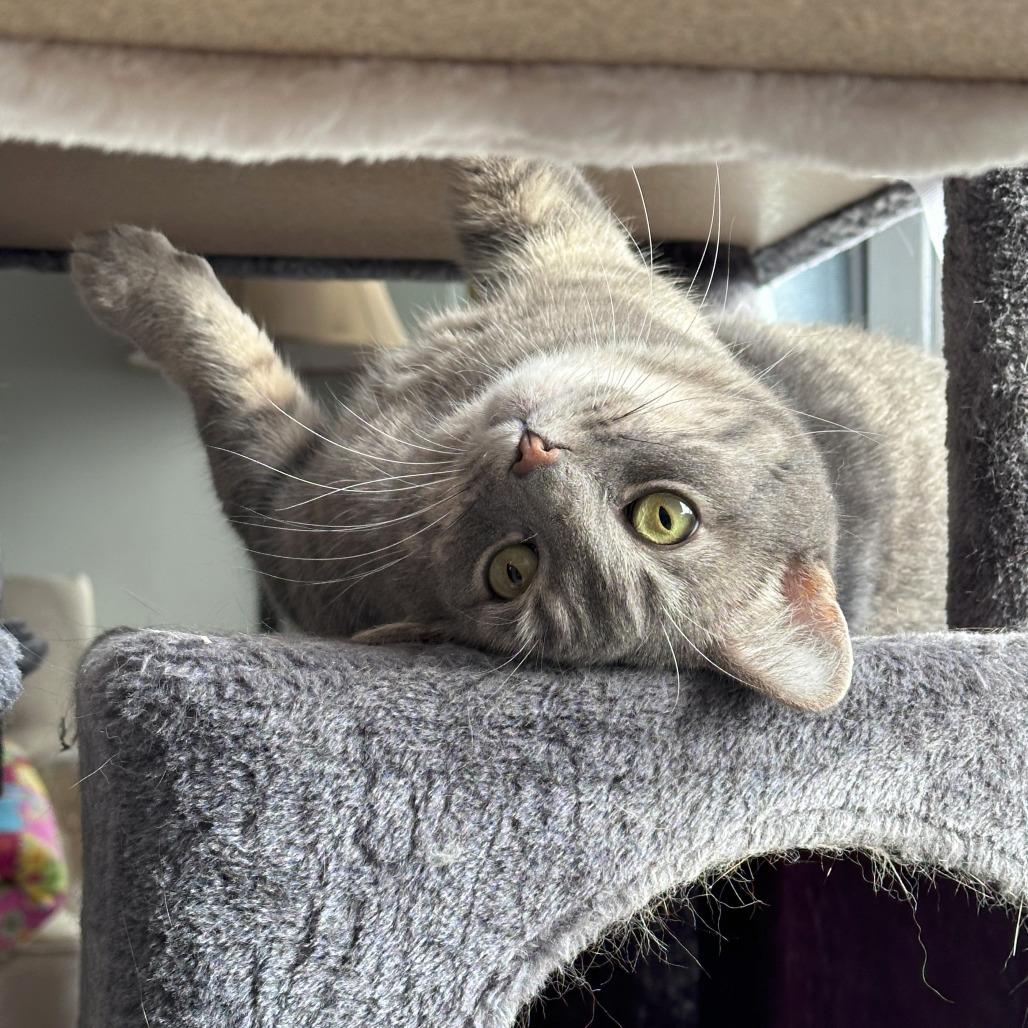 Wolfie C11222, a Adoptable Domestic Short Hair in Minneapolis, MN image 2/6
