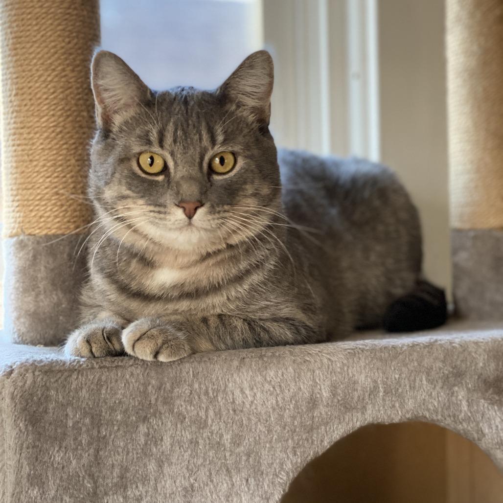 Wolfie C11222, a Adoptable Domestic Short Hair in Minneapolis, MN image 3/6