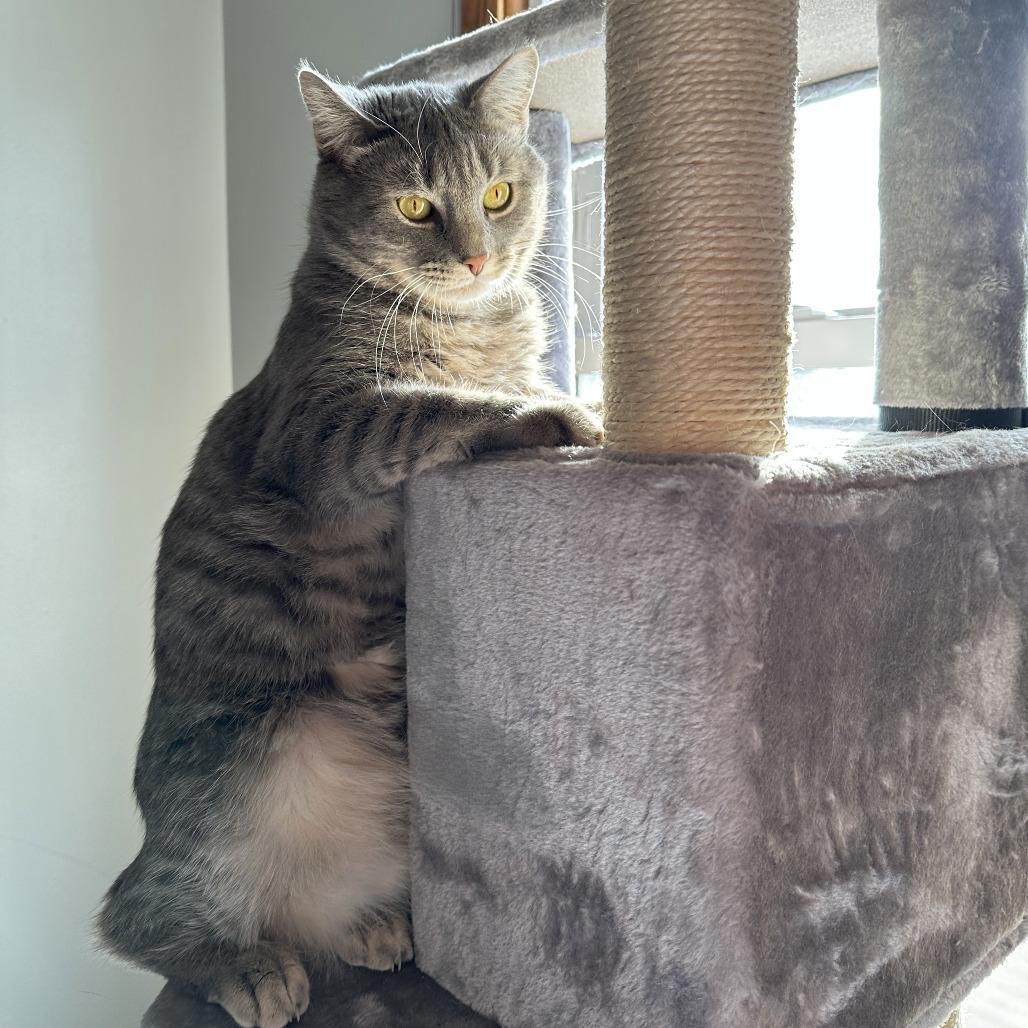 Wolfie C11222, a Adoptable Domestic Short Hair in Minneapolis, MN image 4/6