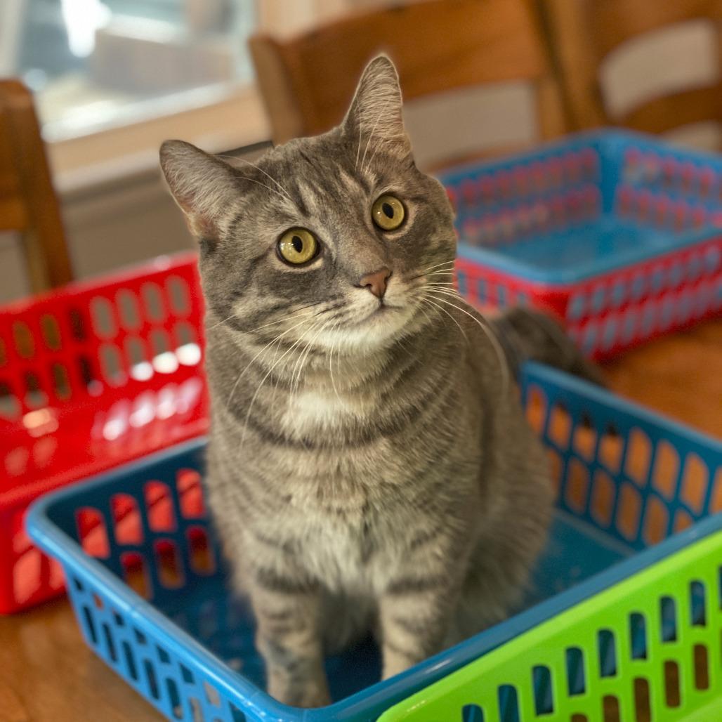 Wolfie C11222, a Adoptable Domestic Short Hair in Minneapolis, MN image 5/6