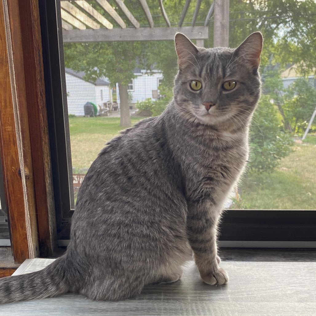 Wolfie C11222, a Adoptable Domestic Short Hair in Minneapolis, MN image 6/6