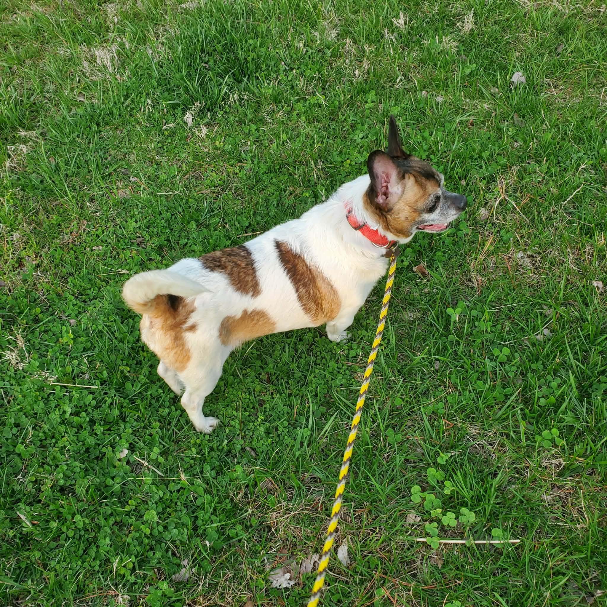 Otis, a ADOPTABLE mixed breed in Goshen, KY image 1/3