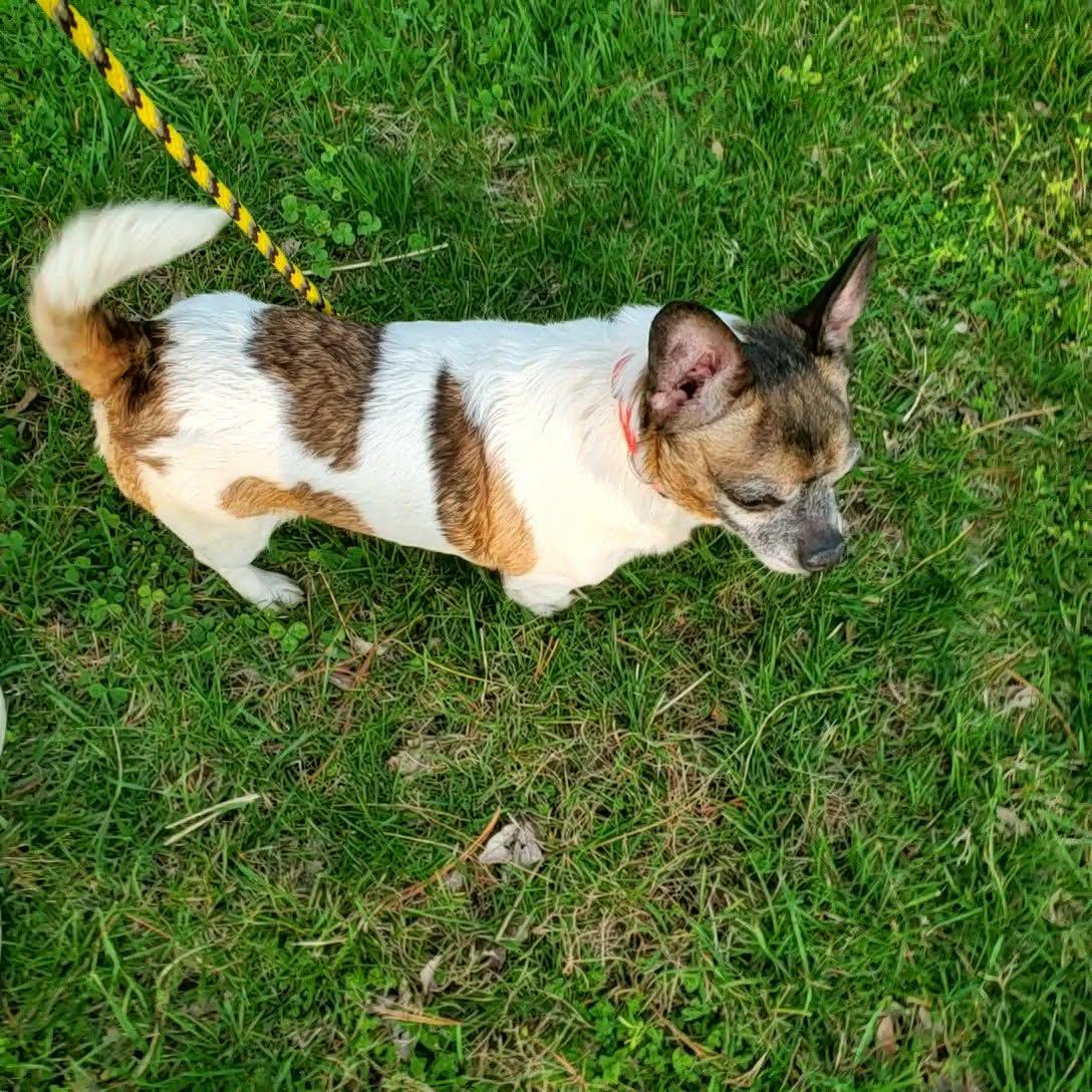 Otis, a ADOPTABLE mixed breed in Goshen, KY image 2/3