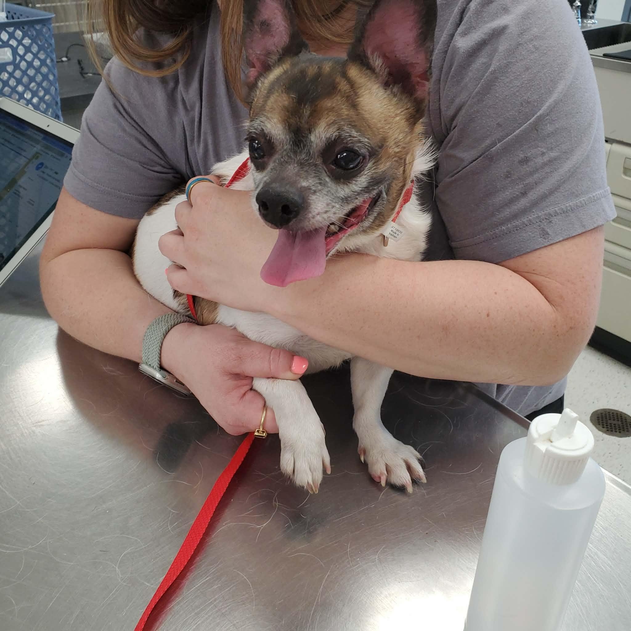 Otis, a ADOPTABLE mixed breed in Goshen, KY image 3/3