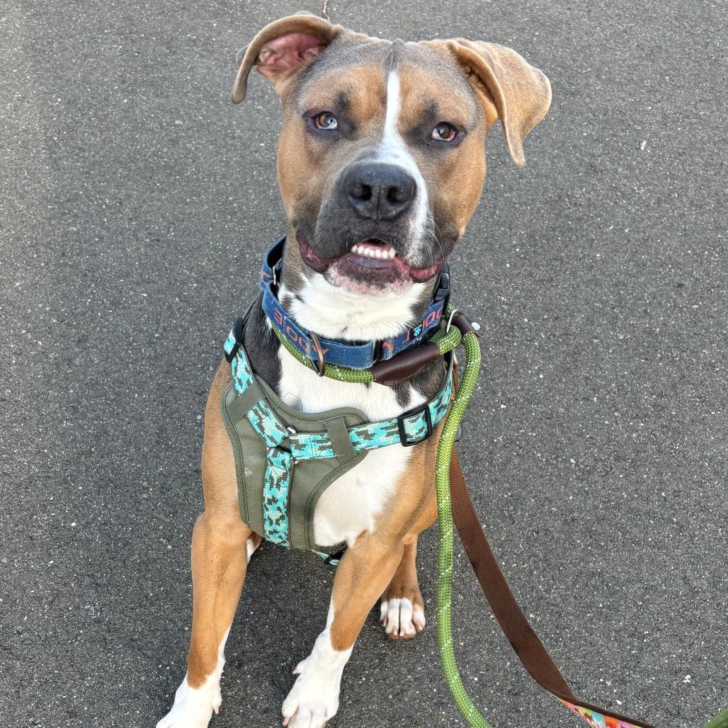 Enlarge Ace, a Adoptable Boxer in Branford, CT image 1/1