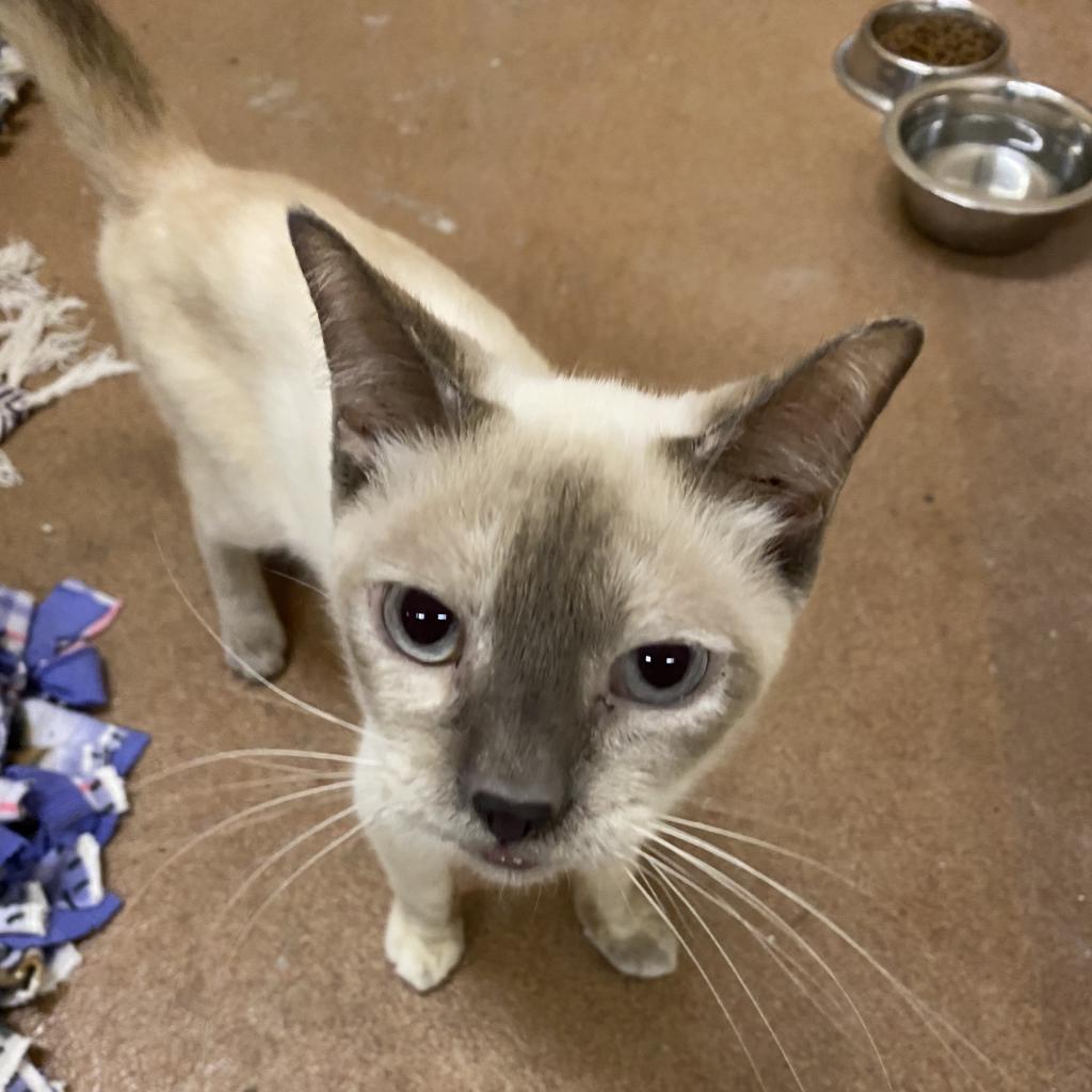 Enlarge Alfreda, a Adoptable Siamese in Los Angeles, CA image 1/6