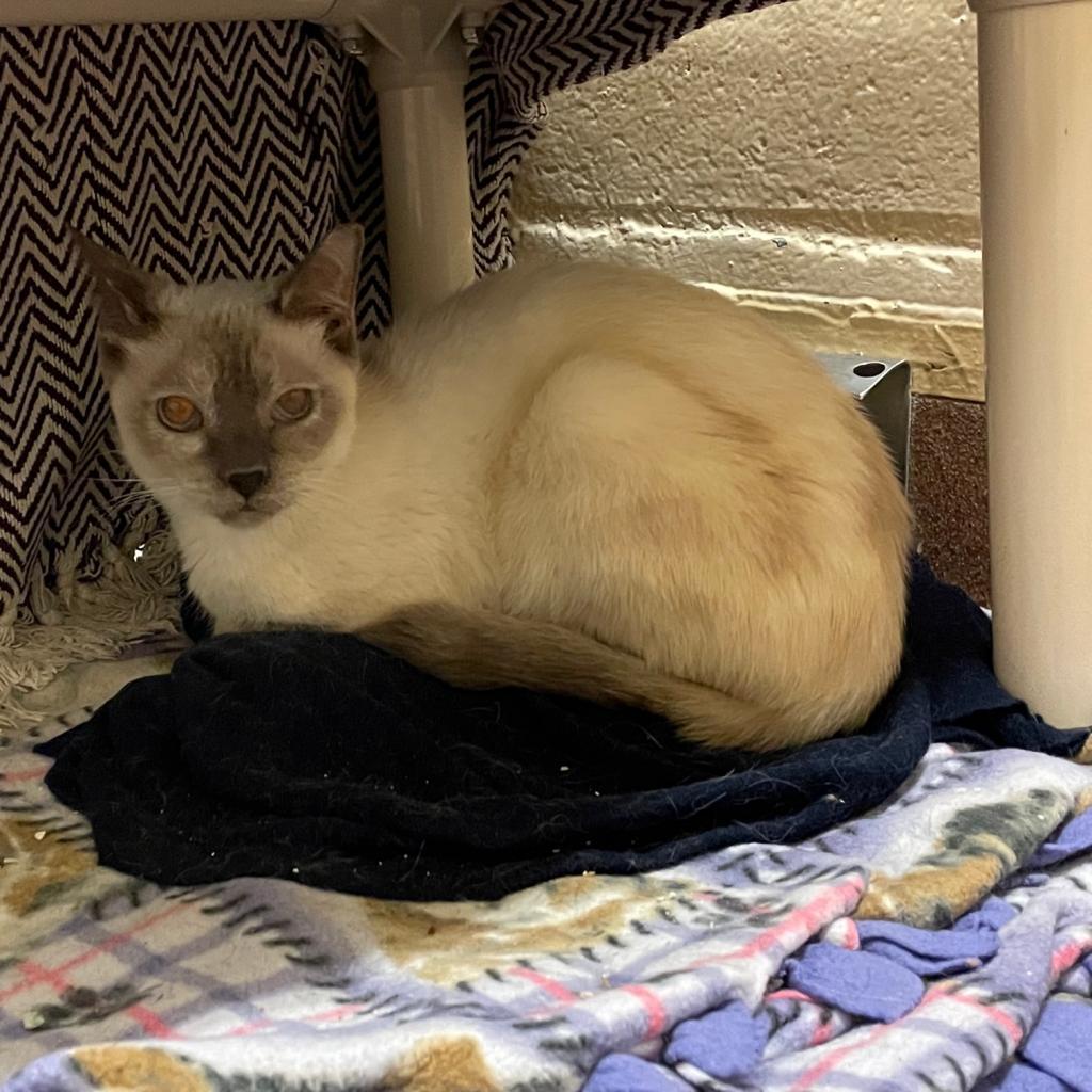 Enlarge Alfreda, a Adoptable Siamese in Los Angeles, CA image 2/6