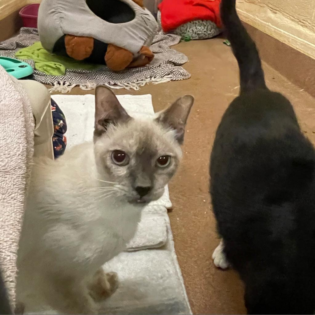 Enlarge Alfreda, a Adoptable Siamese in Los Angeles, CA image 3/6