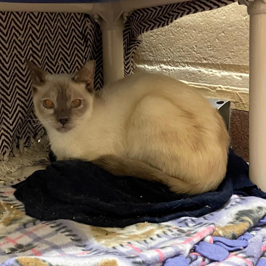 Enlarge Alfreda, a Adoptable Siamese in Los Angeles, CA image 4/6
