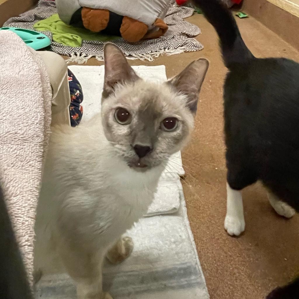Enlarge Alfreda, a Adoptable Siamese in Los Angeles, CA image 5/6