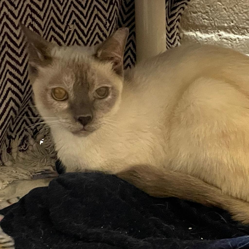 Enlarge Alfreda, a Adoptable Siamese in Los Angeles, CA image 6/6
