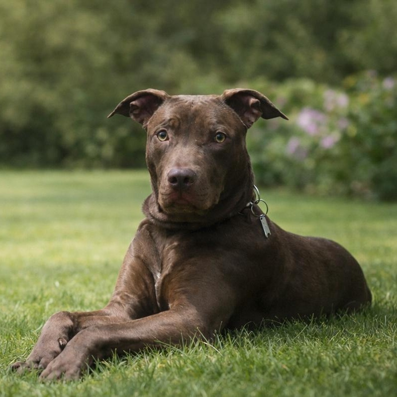 Boaz — thumbnail 2