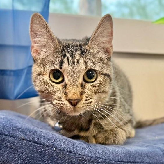 Bronx New York — thumbnail 2