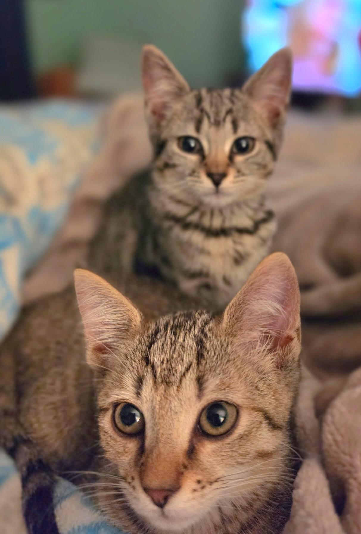 Enlarge Millie, a Adoptable Tabby in Granite Falls, NC image 3/6