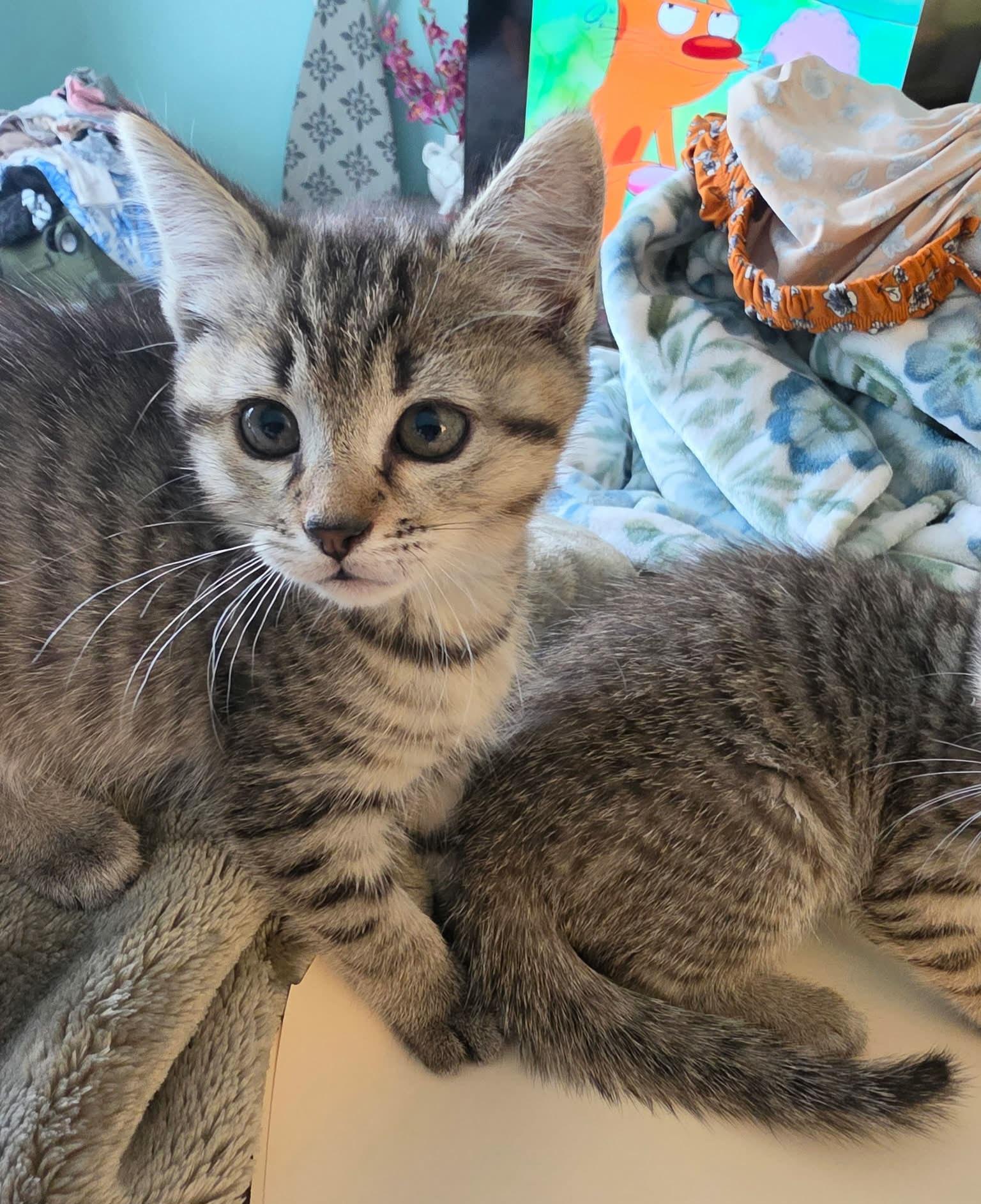 Enlarge Millie, a Adoptable Tabby in Granite Falls, NC image 2/6