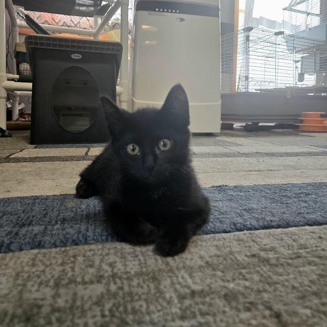 Enlarge Enid, a Adoptable Domestic Short Hair in Sioux Falls, SD image 1/3