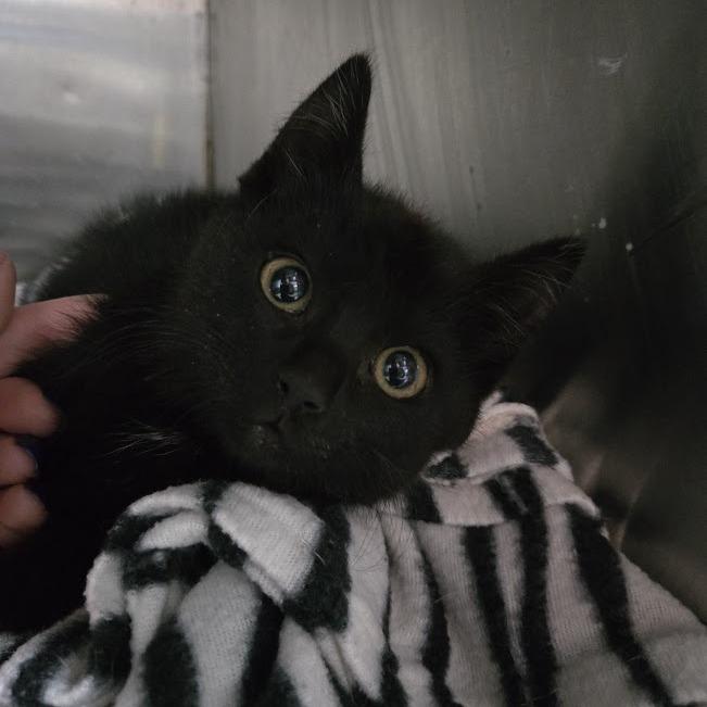 Enlarge Enid, a Adoptable Domestic Short Hair in Sioux Falls, SD image 2/3