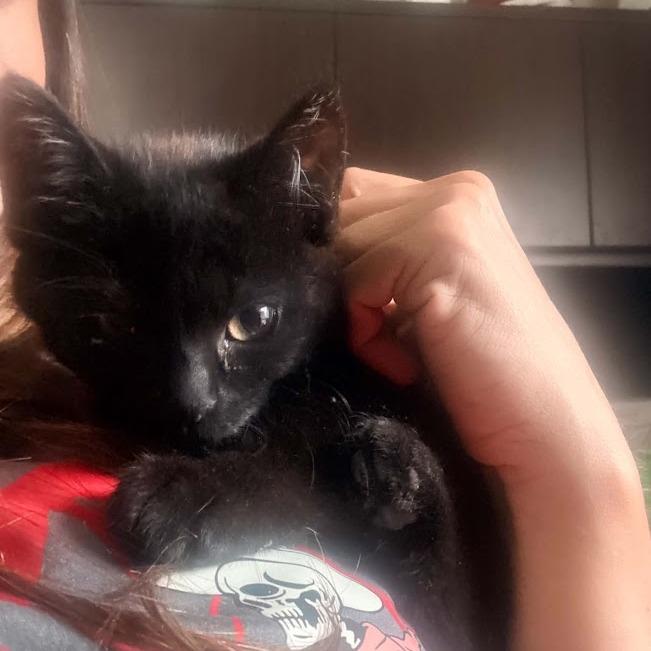 Enlarge Enid, a Adoptable Domestic Short Hair in Sioux Falls, SD image 3/3