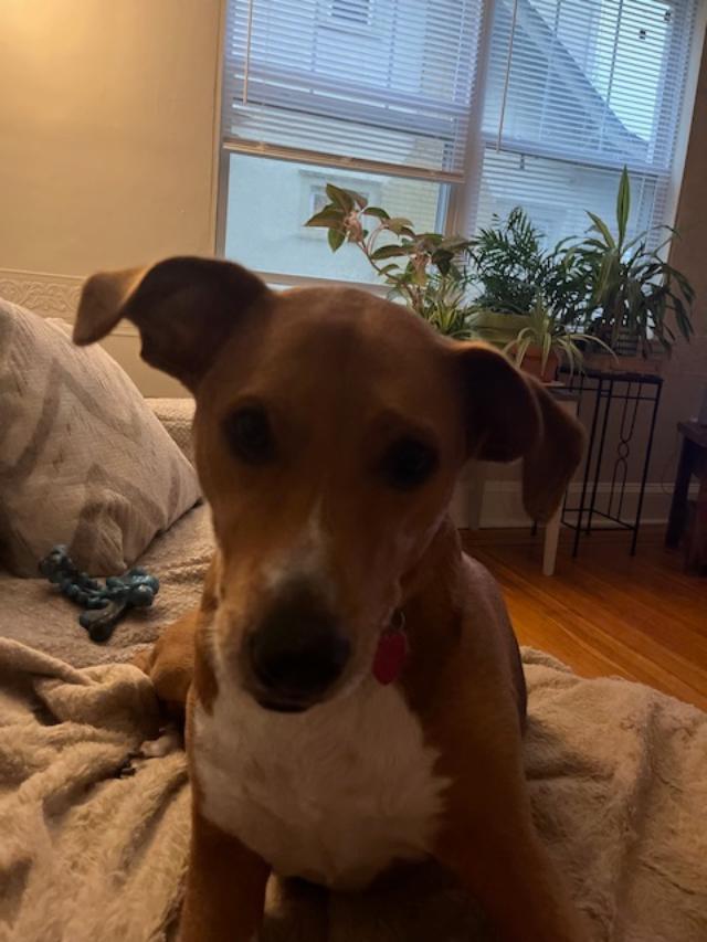 Enlarge Meryl, a ADOPTABLE mixed breed in Louisville, KY image 1/6