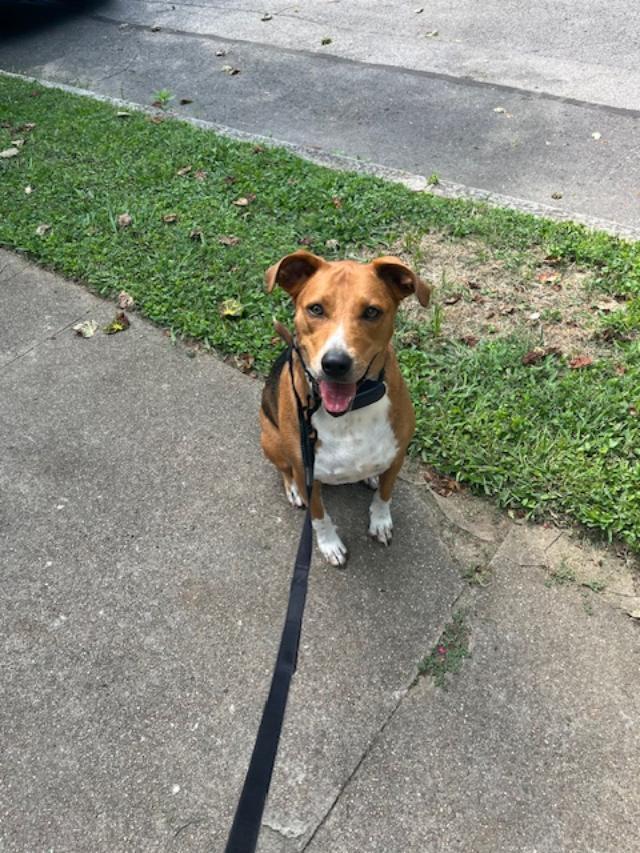 Enlarge Meryl, a ADOPTABLE mixed breed in Louisville, KY image 4/6