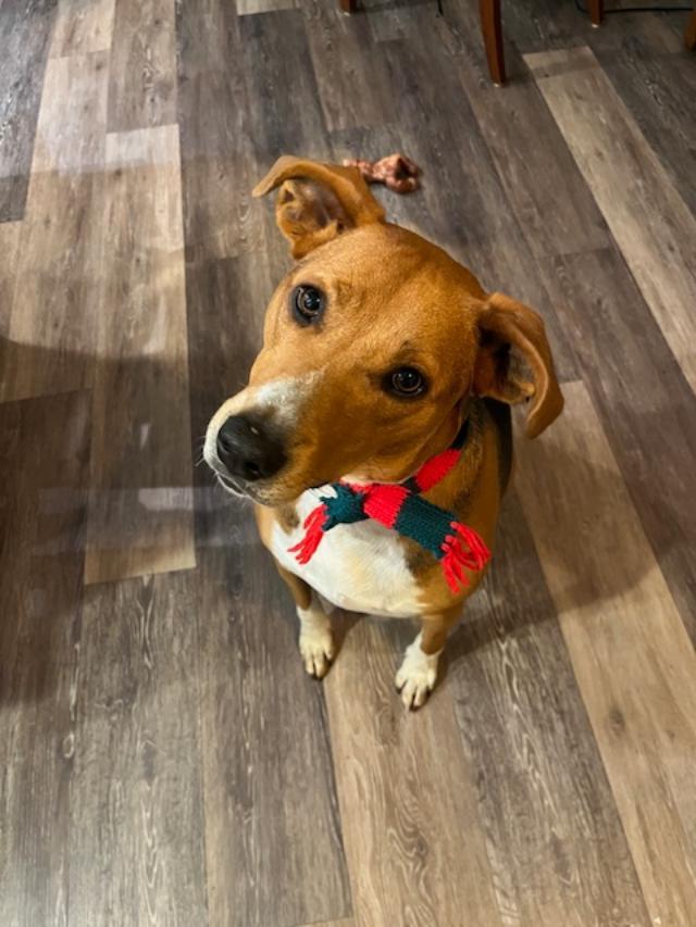 Enlarge Meryl, a ADOPTABLE mixed breed in Louisville, KY image 3/6
