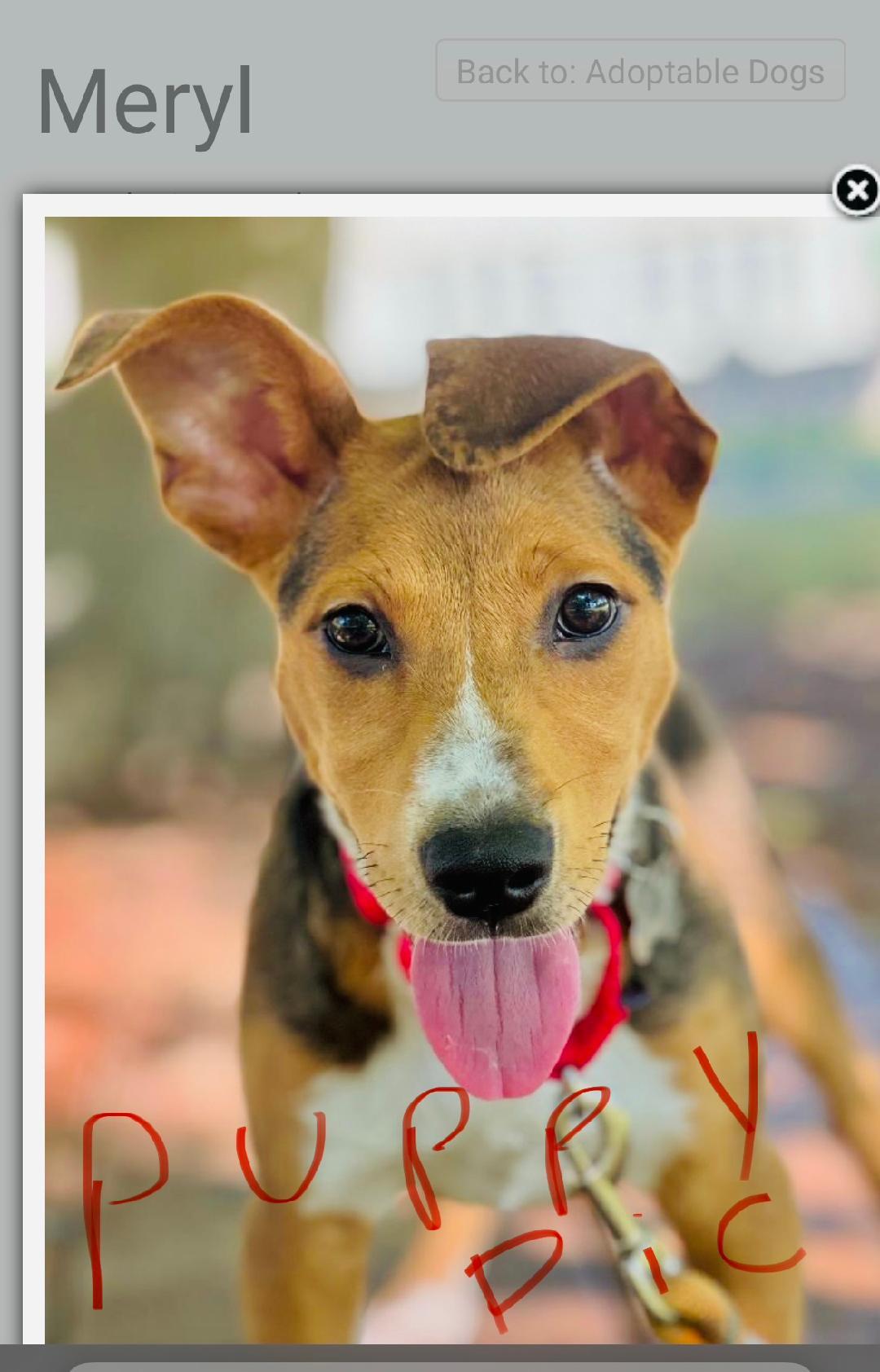 Enlarge Meryl, a ADOPTABLE mixed breed in Louisville, KY image 2/6