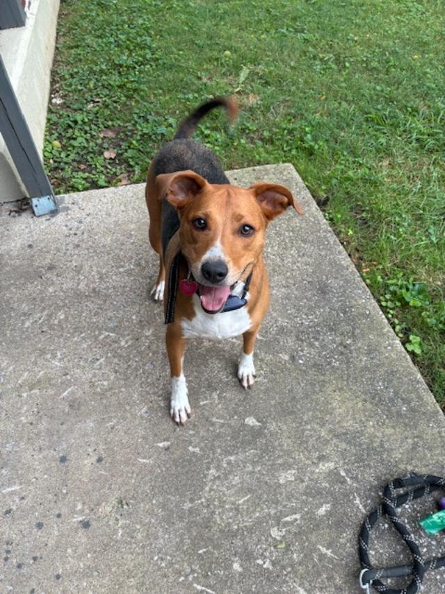 Enlarge Meryl, a ADOPTABLE mixed breed in Louisville, KY image 5/6