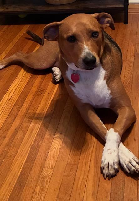 Enlarge Meryl, a ADOPTABLE mixed breed in Louisville, KY image 6/6