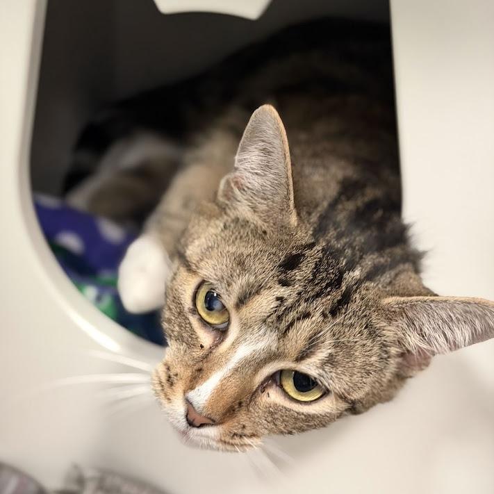 Tabitha, Adoptable, Adult Female Domestic Short Hair.