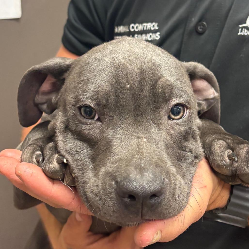 Shimmer, Adoptable, Puppy Male Pit Bull Terrier.