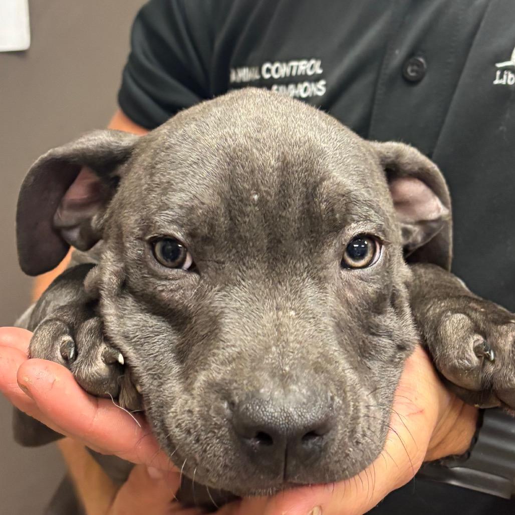 Enlarge Shimmer, a Adoptable Pit Bull Terrier in Hinesville, GA image 2/2