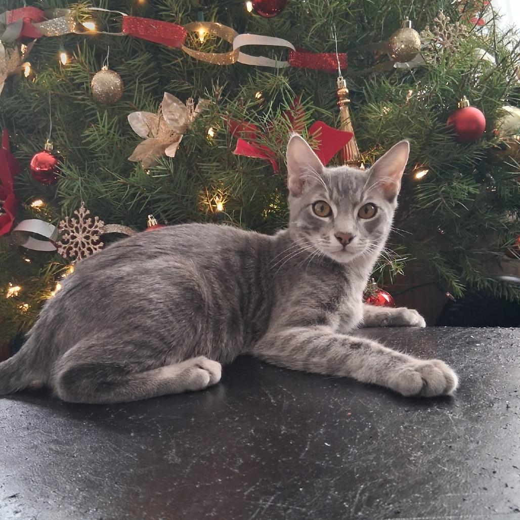 Enlarge Mikey, a Adoptable American Shorthair in Calimesa, CA image 1/1