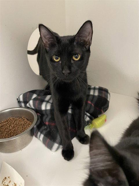 Enlarge Jade, a Adoptable Domestic Short Hair in Escondido, CA image 1/2