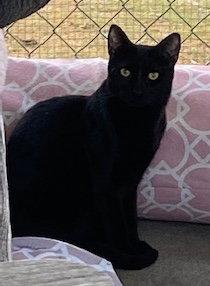 Enlarge Jade, a Adoptable Domestic Short Hair in Escondido, CA image 2/2