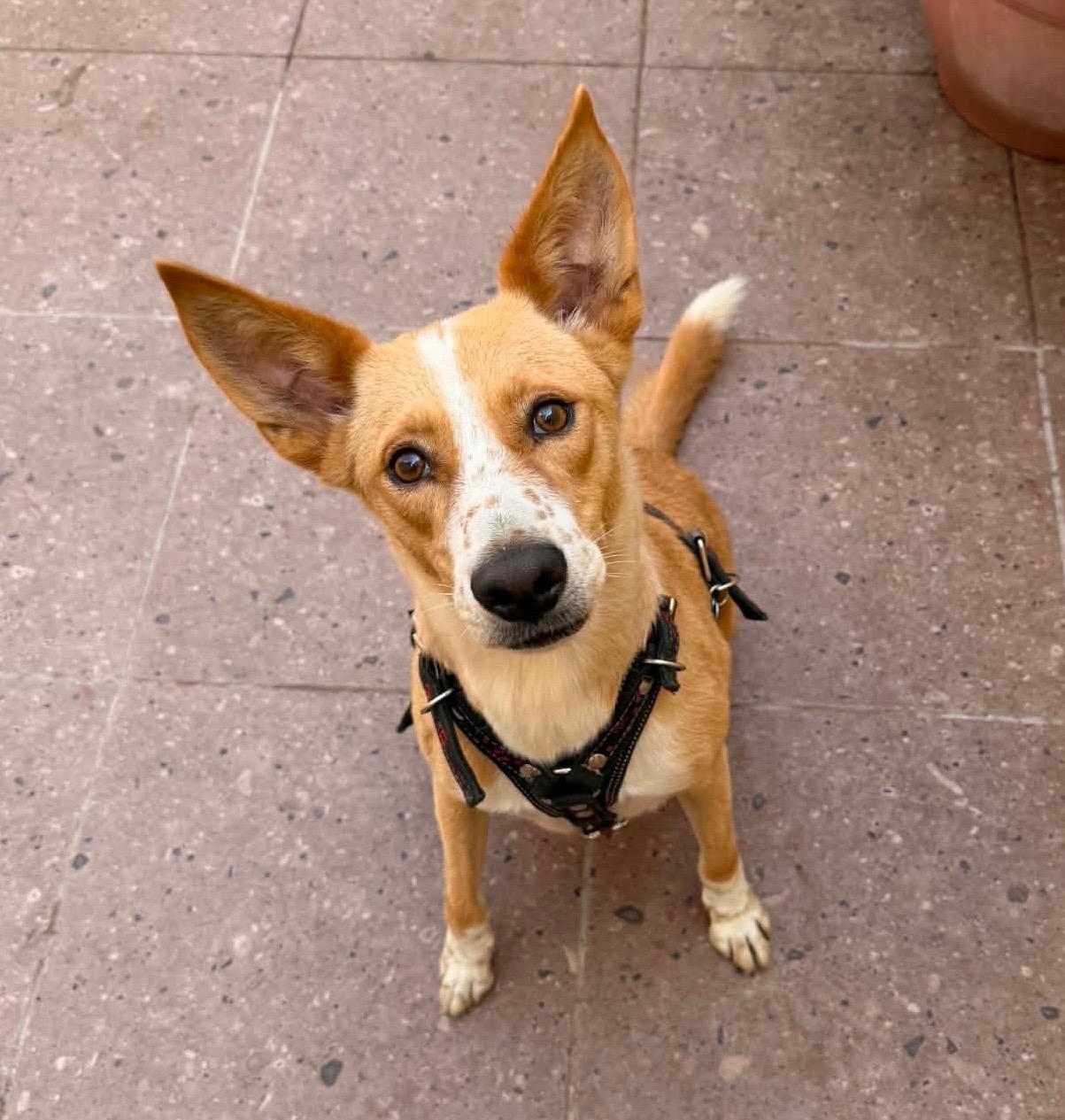Enlarge Chico, a Adoptable mixed breed in Scarsdale, NY image 2/3