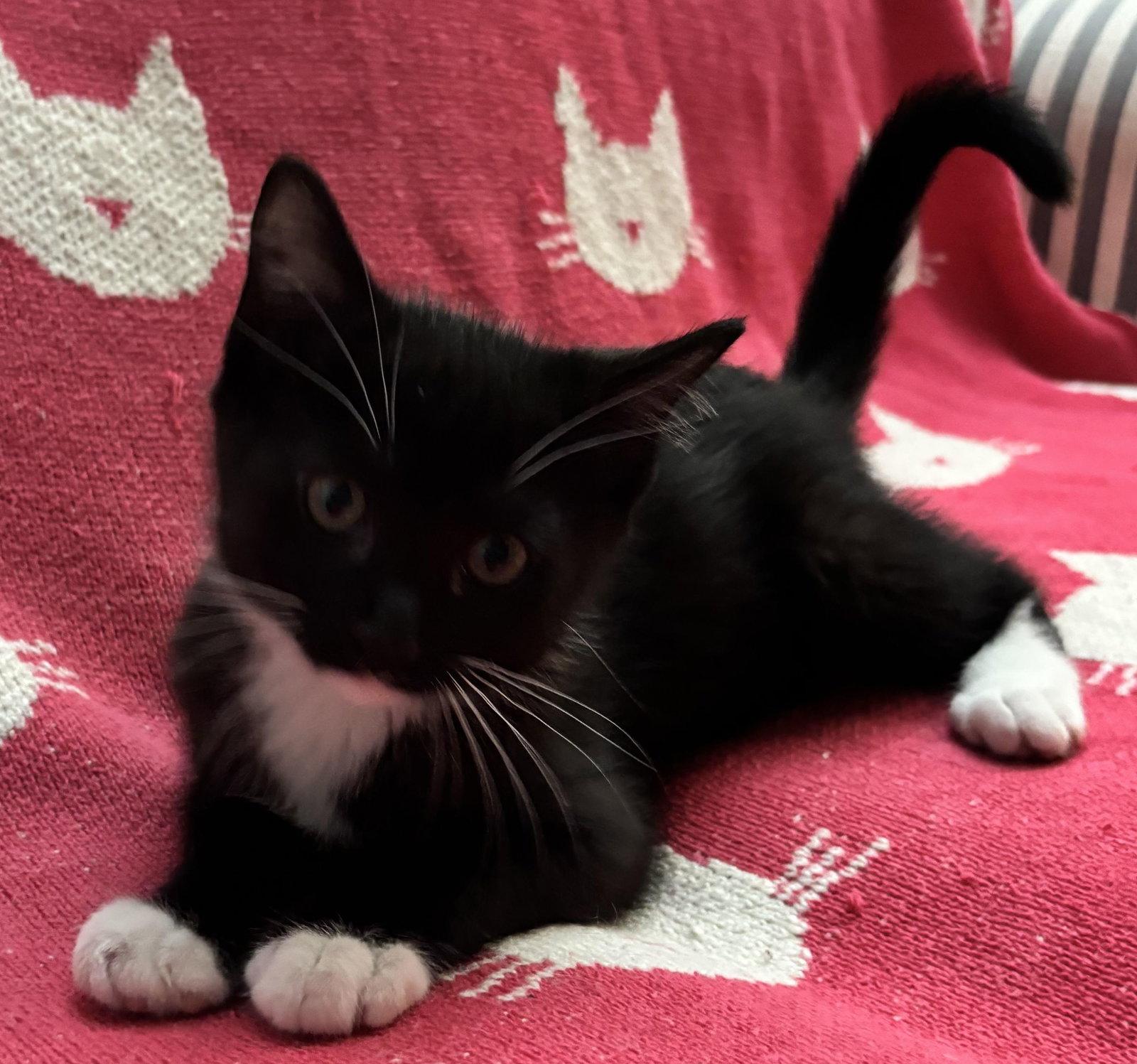 Bender, Adoptable, Kitten Male Domestic Short Hair.