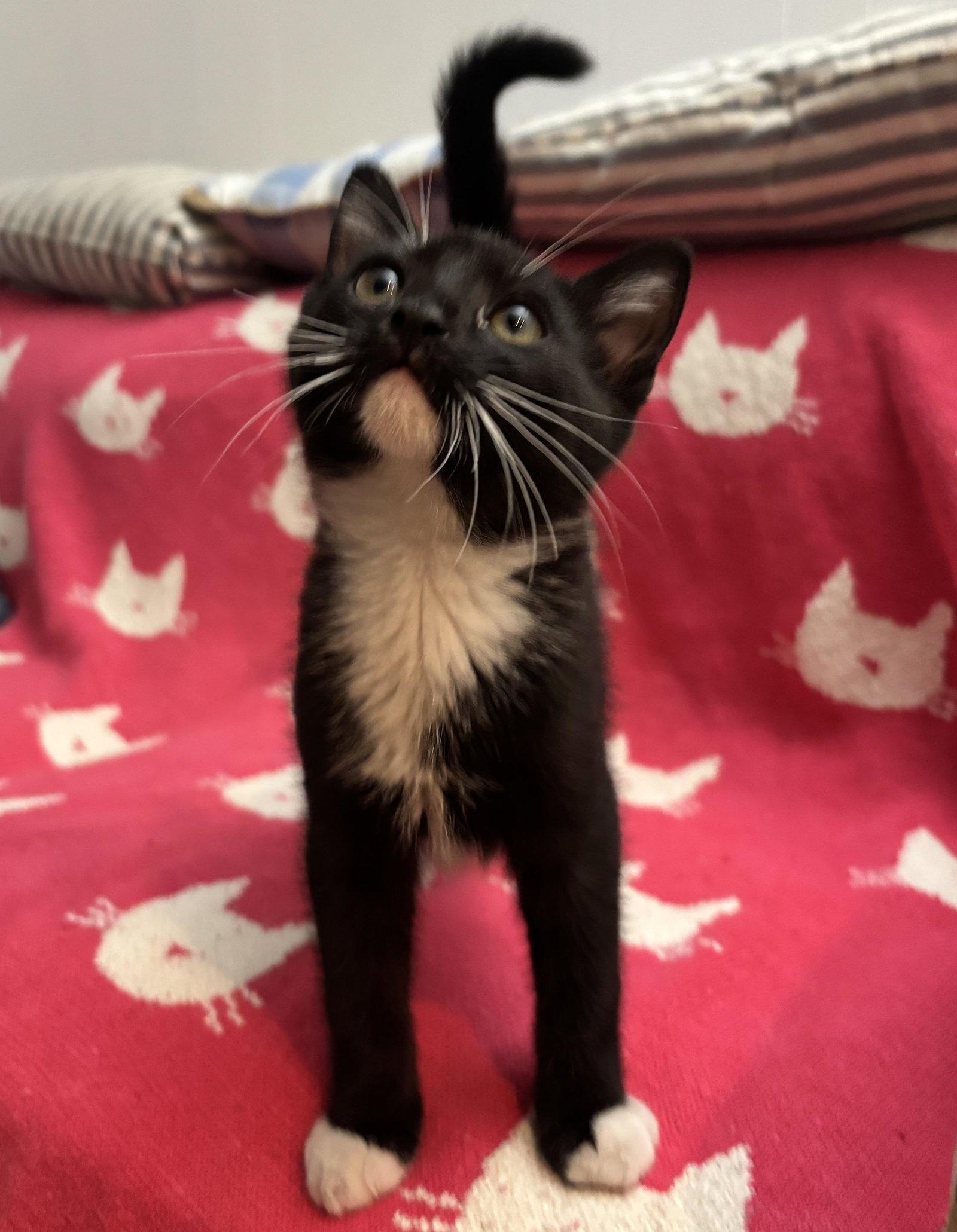 Enlarge Bender, a Adoptable Domestic Short Hair in Seal Beach, CA image 2/3